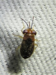 Isthmocoris imperialis