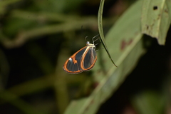 Ithomia agnosia zikani