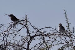 Passer motitensis