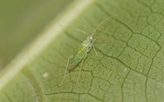 Malacocoris chlorizans