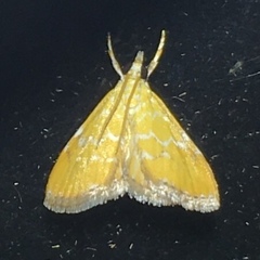 Xanthophysa psychicalis