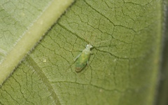 Malacocoris chlorizans