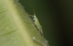 Malacocoris chlorizans