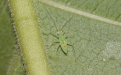 Zanchius breviceps