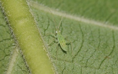 Zanchius breviceps
