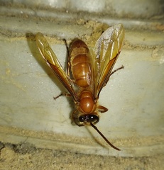 Provespa barthelemyi