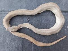 Boa constrictor ortonii