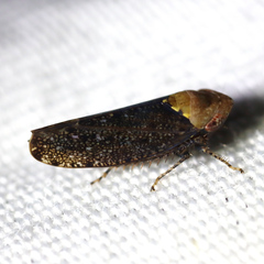 Paraphlepsius eburneolus