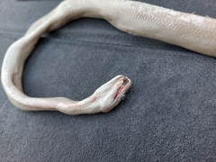 Boa constrictor ortonii