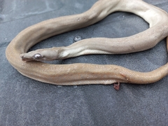 Boa constrictor ortonii