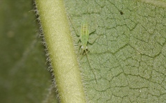 Zanchius breviceps