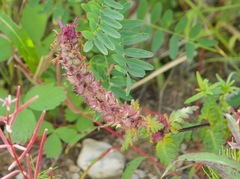 Pedicularis verticillata