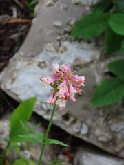 Penstemon confertus