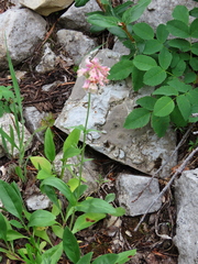 Penstemon confertus