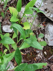 Penstemon confertus
