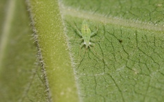 Zanchius breviceps