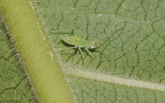 Zanchius breviceps