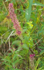 Pedicularis verticillata