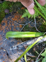 Anticlea occidentalis