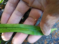 Anticlea occidentalis