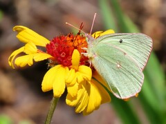 Colias alexandra