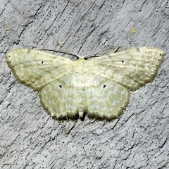 Scopula compensata