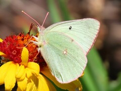 Colias alexandra