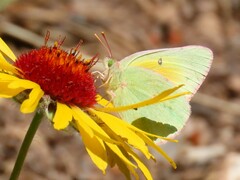 Colias alexandra