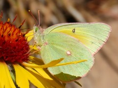 Colias alexandra