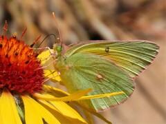 Colias alexandra