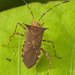Zicca - Photo (c) djhiker, μερικά δικαιώματα διατηρούνται (CC BY-NC), uploaded by djhiker