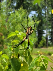 Argiope aurantia