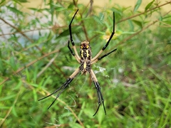 Argiope aurantia