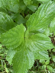 Perilla