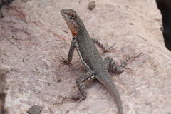 Microlophus arenarius