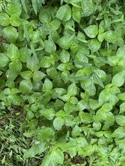 Perilla