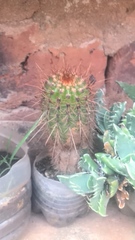 Trichocereus huascha