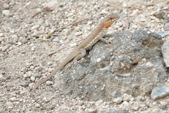 Microlophus arenarius