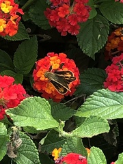 Hylephila