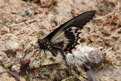 Battus polydamas streckerianus