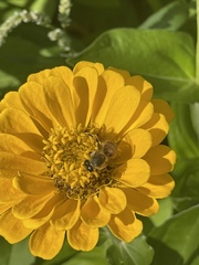Apis mellifera