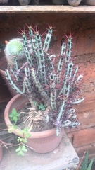 Euphorbia aeruginosa