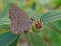 Euselasia eucerus