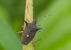Proxys albopunctulatus