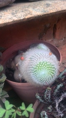 Trichocereeae