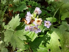 Phacelia bolanderi