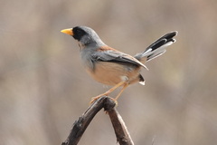Incaspiza laeta