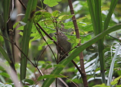 Schoeniparus brunneus