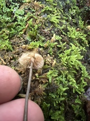 Entoloma conicum