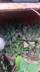 Haworthia